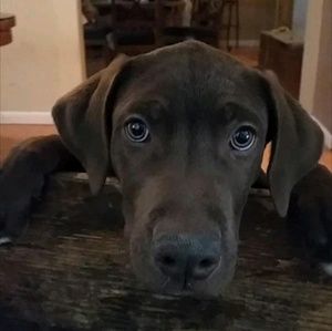 Meet your Posher, Devin